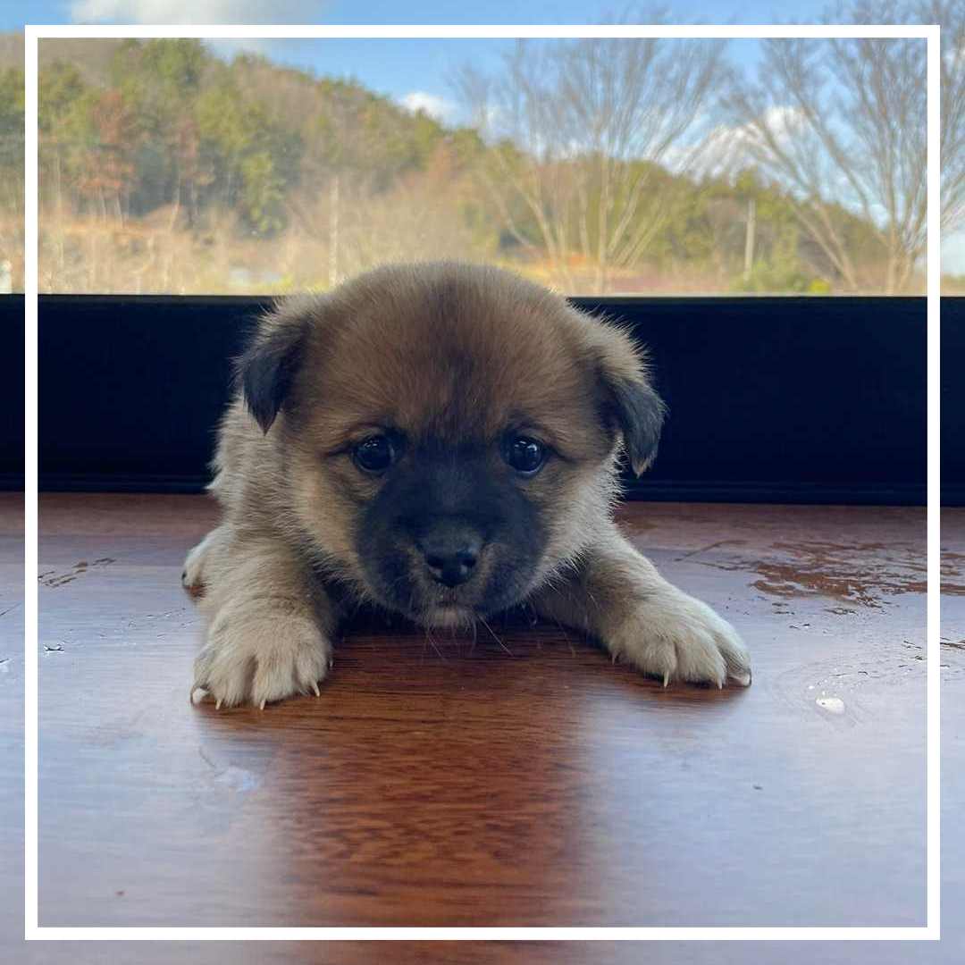 믹스견 이미지 파일 입니다.